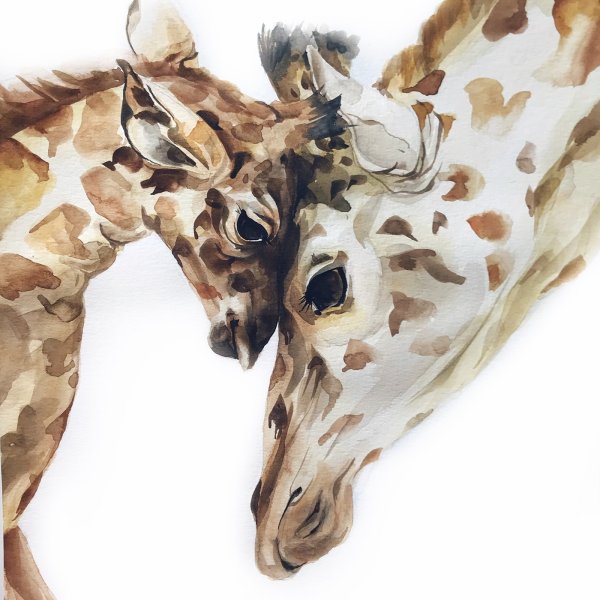 Голова жирафа акварелью