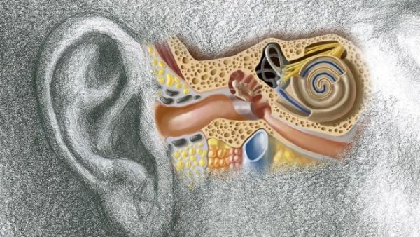 Картина внутреннего уха
