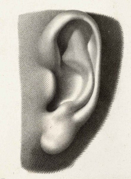 Нарисовать ухо