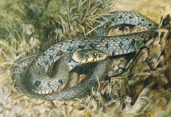 Змеи на картинах художников
