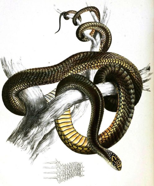 Змея маслом