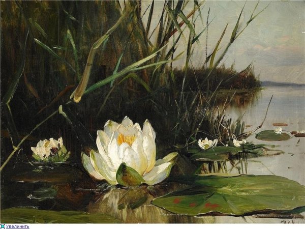 Юлий Юльевич Клевер кувшинки