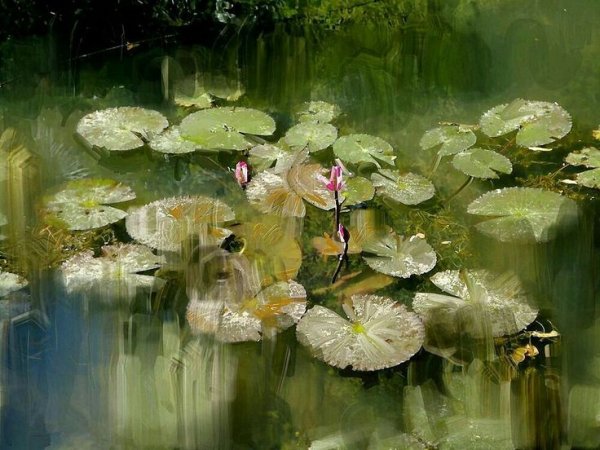 Художник Холодовский Михаил водяные лилии