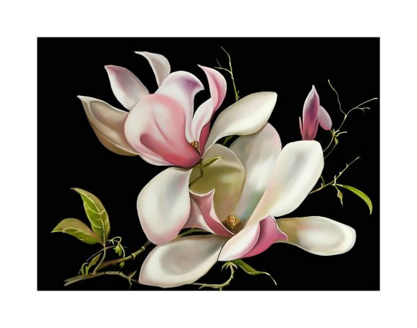 Цветок магнолии Лана Каминская