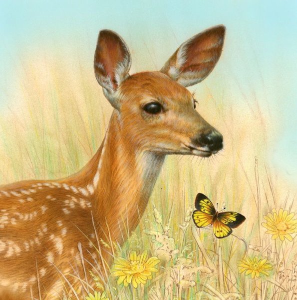 Олененок карандашами цветными