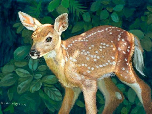 Оленята с пятнышками