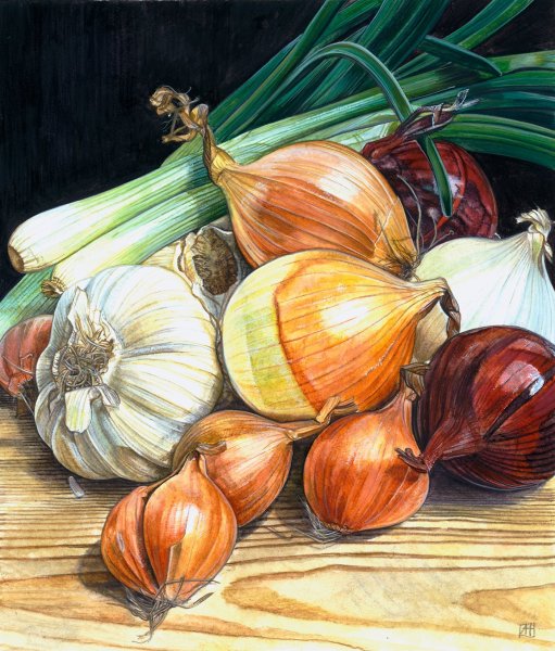 Лук репчатый живопись