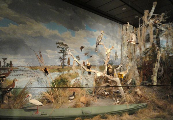 Диорама насекомых Алуштинский музей природы