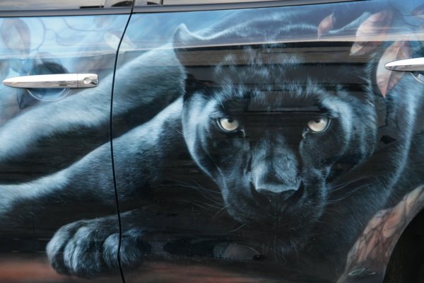 Аэрография пантера