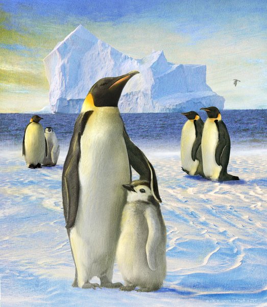 Пингвин картина