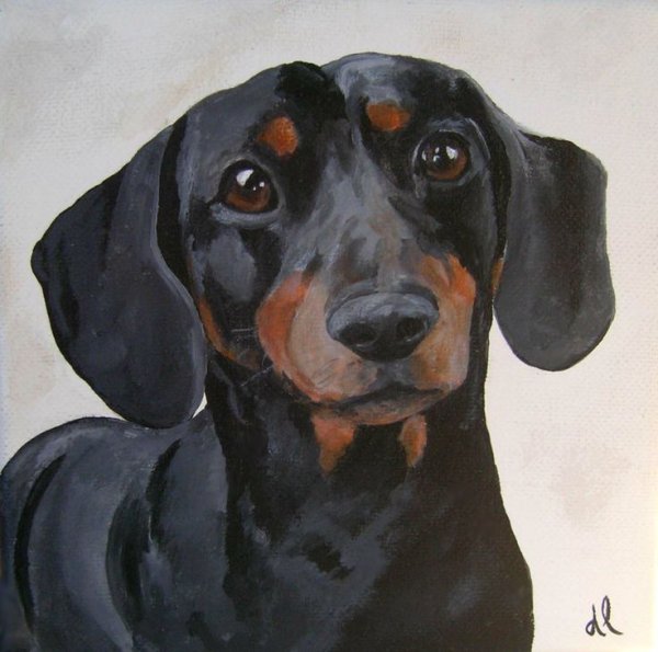 Собаки таксы портрет