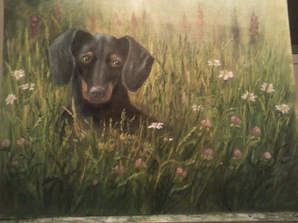 Такса картина маслом