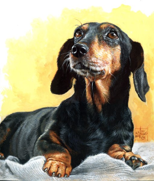 Такса картина