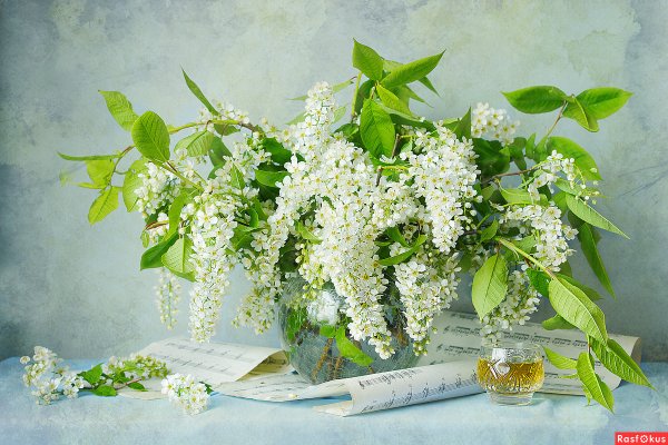 Черёмуха душистая картина