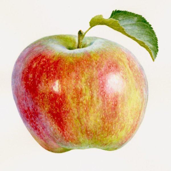 Яблоко акварелью