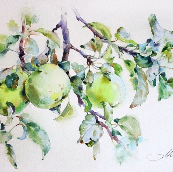 Яблоня акварель