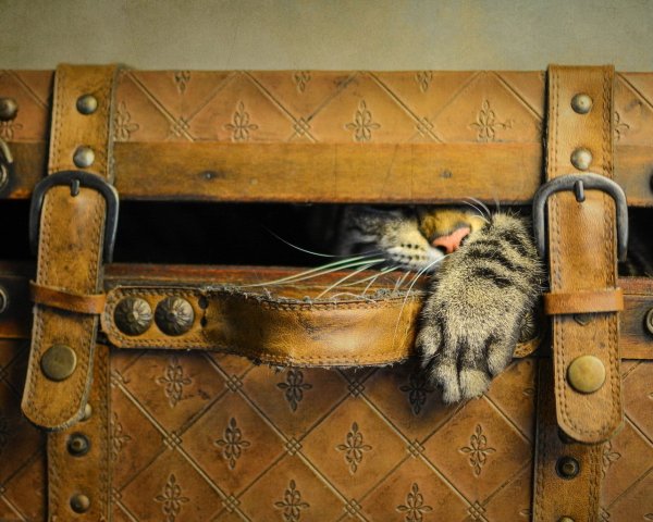 Чемодан коты