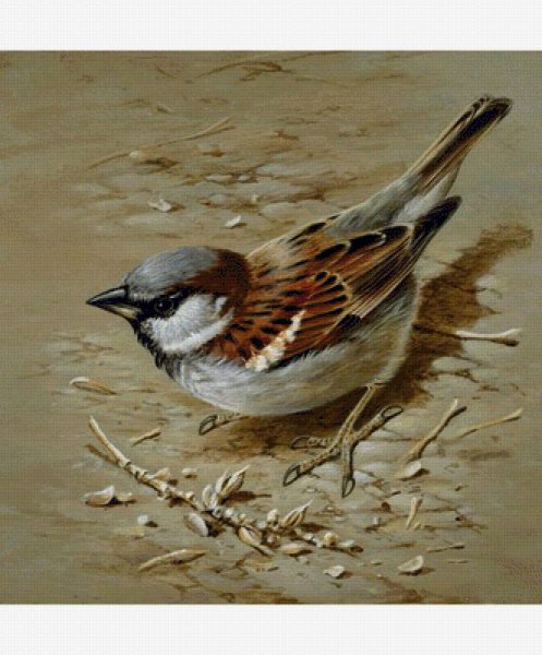 Художник Terance James Bond птицы