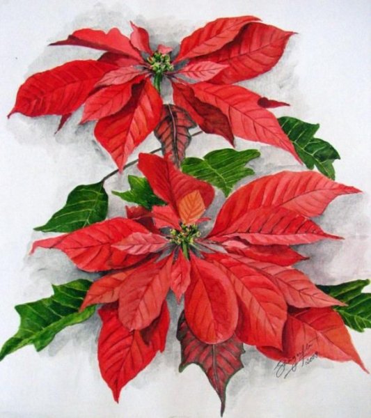 Пуансеттия ботаника