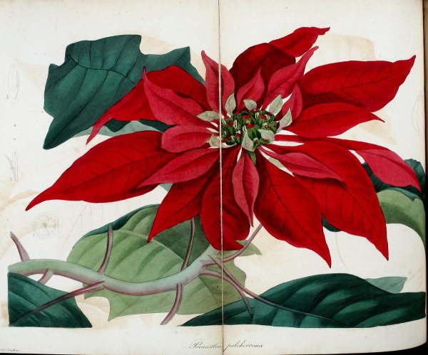 Пуансеттия ботаника