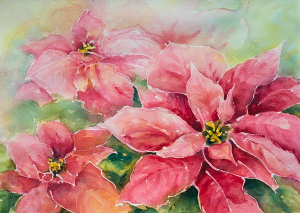 Пуансеттия акварель