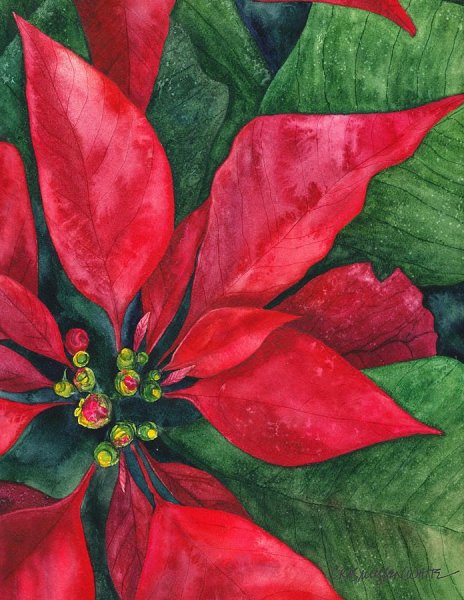 Пуансеттия акварель