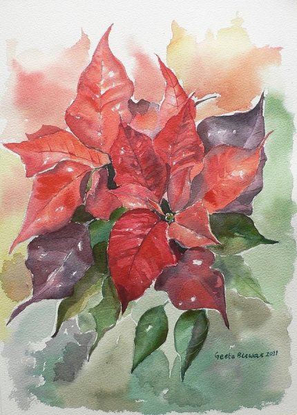 Пуансеттия акварель