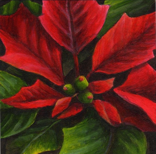 Пуансеттия пастелью