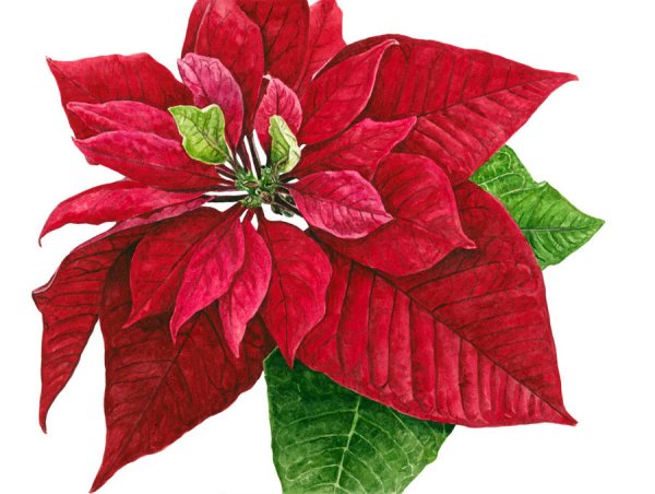 Пуансеттия Ботаническая