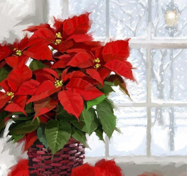 Пуансеттия Бриллиантовая