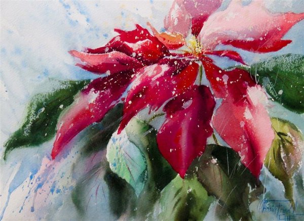 Пуансеттия акварель