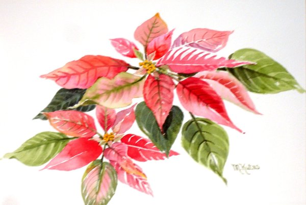 Пуансеттия акварель