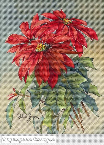 Риолис пуансеттия