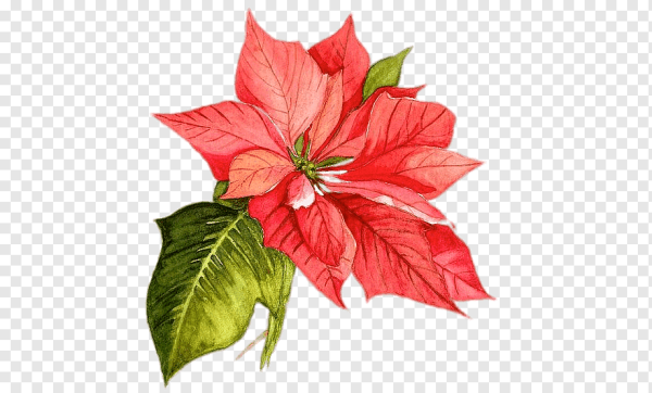 Рождественский цветок пуансетия акварель