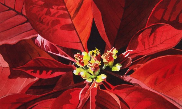 Цветок пуансеттии акварель