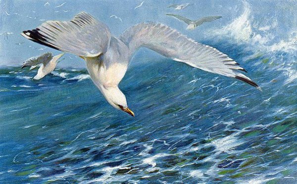Чайки на картинах художников