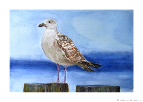 Чайка акварель