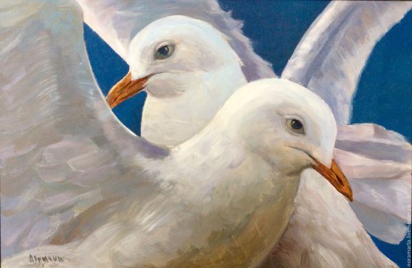 Чайка птица живопись