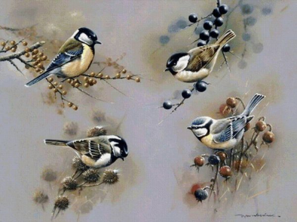 Художник Jan Weenink мир птиц