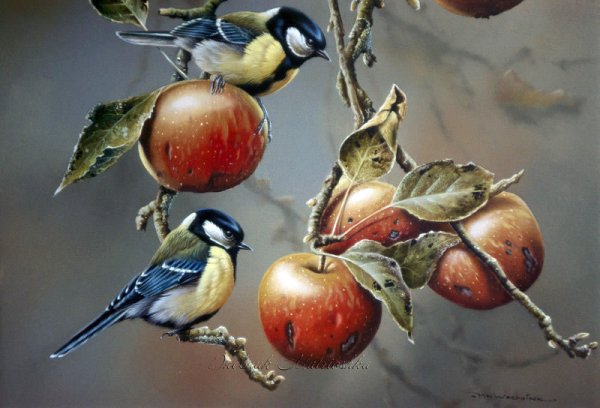 Художник Jan Weenink мир птиц