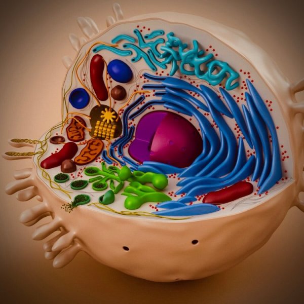 Клетка эукариотическая цитология