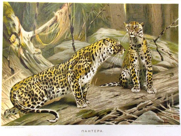 Wilhelm Kuhnert леопард