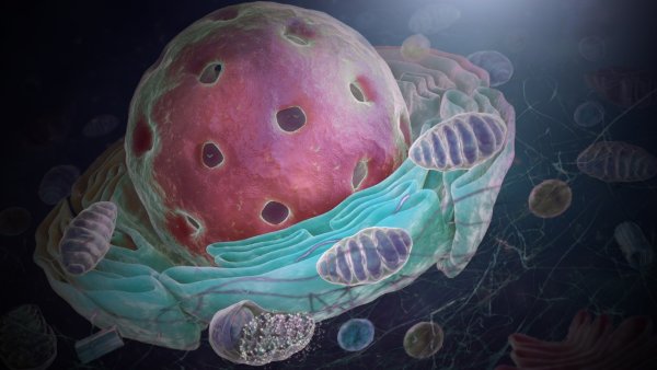 Клетка биология