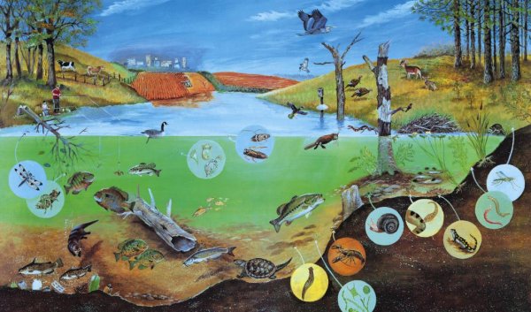 Биоценоз реки