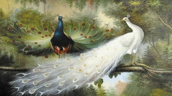 Инна Даниш алмазная вышивка белый Павлин