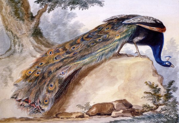 Павлин в стиле Боттичелли