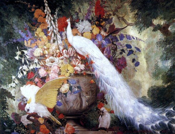 Вриндаван Павлины