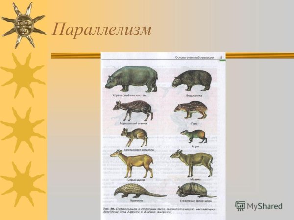 Параллелизм примеры биология