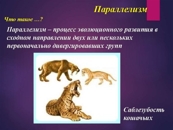 Основные направления эволюции дивергенция конвергенция