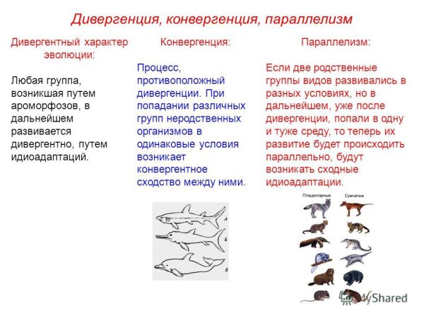 Параллелизм в эволюции